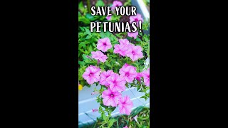 Deadheading Petunias The Correct Way to Clean Up Petunias [upl. by Bronnie]