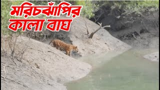 মরিচঝাঁপি জঙ্গলে কালা বাঘের আক্রমণ। [upl. by Hairakcaz]