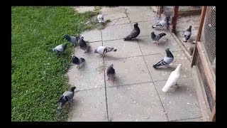 Serbian Highflyer  PIGEON Pellumbat 2018 [upl. by Auop]