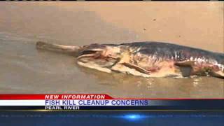 Delta Sierra Club Asks For New Management After Fish Kill [upl. by Okomom]