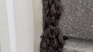 Boxelder Bugs in Every Corner of the Home [upl. by Clothilde]