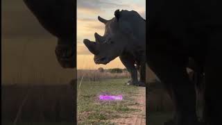 Amazing Facts about rhinoceros rhinoceros animals shorts [upl. by Oniskey]