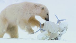 Polar Bears Play Football with a Spy Cam  Spy In The Snow  BBC Earth [upl. by Lledniuq829]