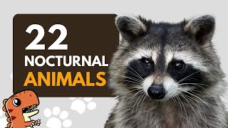 Diurnal and Nocturnal Animals for Children 🦇🌙 15 Examples [upl. by Tades]