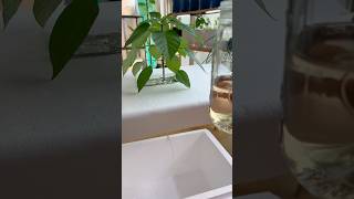 Using the Kratky method with a styrofoam cooler 🌱 hydroponics indoorgardening shorts [upl. by Tcideneb]