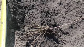 How to plant asparagus roots in Ontario [upl. by Yrtsed596]