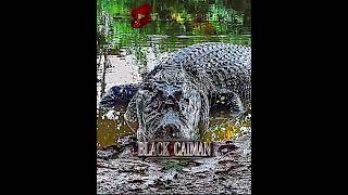 Black caiman vs Jaguar amazon jaguars caiman alligator edits [upl. by Shig637]