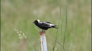 Bobolinks and more [upl. by Ashia]