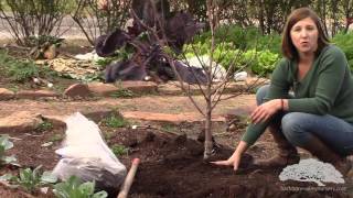 How To Plant Bare Root Trees [upl. by Rome]