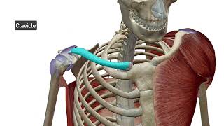 Pectoral Girdle Upper Extremity [upl. by Novyert]