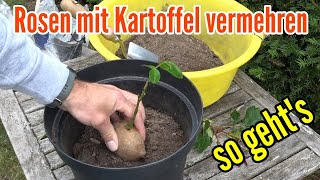 Rosen in Kartoffel pflanzen  Rosen vermehren mit Kartoffel so wirds gemacht [upl. by Atined51]