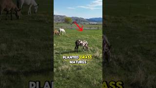 1 Acre Horse Pasture Optimization horse mule donkey farm farmanimals [upl. by Gnoz]