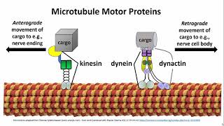 3252 Microtubule Motor Proteins [upl. by Meingolda]