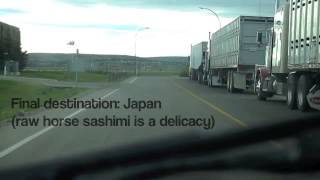 Meat Trade Live Horse Transport from Canada to Japan [upl. by Mcwilliams]