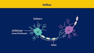 Nervenzelle – Bau und Funktion einfach erklärt  sofatutor [upl. by Ennaed]