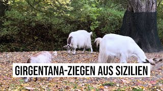 22102024 Berlin GirgentanaZiegen aus Sizilien Italien Paarhufer Hornträger im Tierpark [upl. by Ujawernalo]