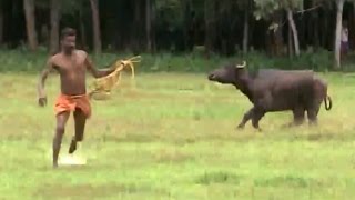 Water Buffalo Charges At Paddy Farmers [upl. by Sredna]