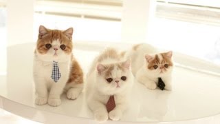 Three Kittens Looking for Jobs [upl. by Suirtimid432]