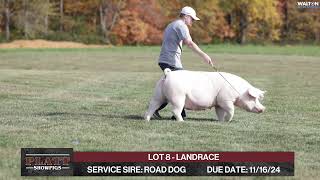 LOT 8 LANDRACE  Platt Showpigs  October 29 2024 Online Sale [upl. by Stambaugh]