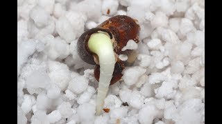 Time lapse video of an Australian Baobab tree coming to life Adansonia gregorii [upl. by Joice]