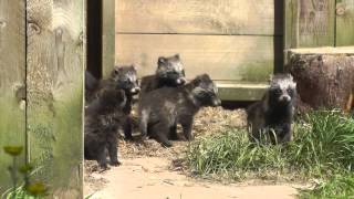 Raccoon Dog Pups Axe Valley Wildlife Park 17th May 2014 [upl. by Anen]