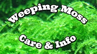 Weeping Moss Care And Information [upl. by Asilet349]