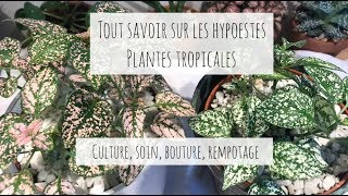 LES HYPOESTES TOUT SAVOIR DE AZ [upl. by Shoifet]