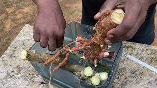 Propagating ￼my cassava cuttings part 1 PGTV101 [upl. by Epuladaug]