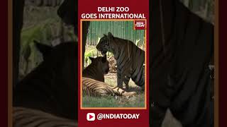 Watch Delhi Zoo Initiates International Animal Exchange Programs  India Today [upl. by Heriberto]