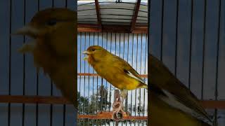 chant canaries singingcanary for trainingcanário canarias fypシ゚viral [upl. by Kendyl267]