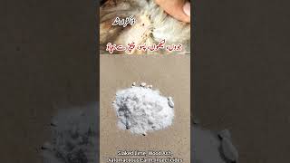 Chicken Mites and Lice Treatment  Control External Parasites of Poultry Birds  Dr ARSHAD [upl. by Atalanti]