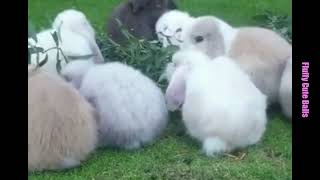 Cute Holland Lop Rabbits Enjoying Outdoor Time [upl. by Jc]