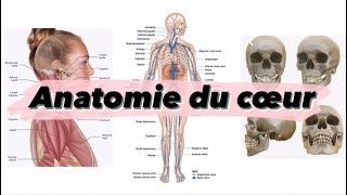 Cours 7 Anatomie du cœur ❤️  شرح بالدارجة [upl. by Mariand]