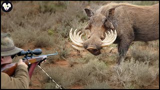 AMERICAN SNIPER TOP 30 SHOTS AMAZING SCENES FROM WILD BOAR HUNTING  Wild Boar Hunting [upl. by Zaragoza]