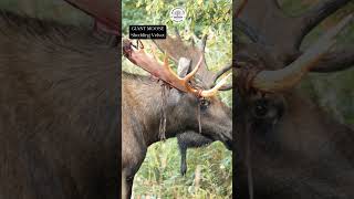 GIANT MOOSE SHEDDING HIS VELVET  CLOSE TO SHEDDING HIS ANTLERS shorts [upl. by Carmen]