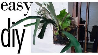 Mount Your Staghorn Fern Platycerium on Wood Easy DIY Hanging Guide [upl. by Kovar725]