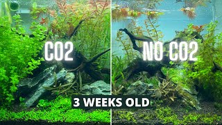 CO2 VS NO CO2 UPDATE  MORE ALGAE AND FIRST TRIM [upl. by Akinehs]