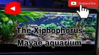 Xiphophorus Mayae aquarium [upl. by Pearle]