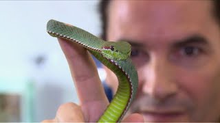 The man who injects himself with snake venom [upl. by Lorain]