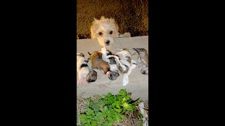 Heartbreaking Rescue Stray Dog’s Tragic Loss and New Hope for Orphaned Puppies [upl. by Halpern]