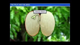 CBSE Class 11 Biology  The Fruit and the Seed  By Shiksha House [upl. by Nileuqay]