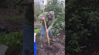 How to plant Helleborus “Anna’s Red” WEBSHOP httpspergolanurseriesecwidcom [upl. by Gelb]