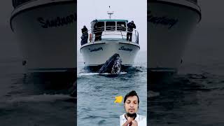 Whale attack on boat humpbackwhale fishing ocean whalewatching fish whale boat [upl. by Ragas604]