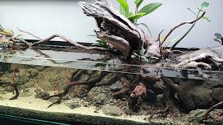 Natural River Stream Tank Aquascape Aquarium aquarium fish fishtank [upl. by Zeta]