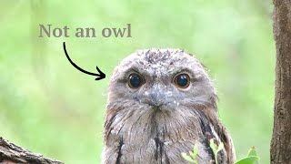 Tawny Frogmouth  Australias grumpiest bird [upl. by Rocray]