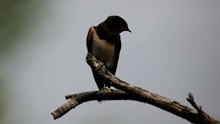 Andorinha das chaminés Hirundo rustica [upl. by Swain671]