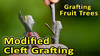 Grafting Fruit Trees  Modified Cleft Graft  Best option for different diameter scion and rootstock [upl. by Desiree318]