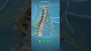 ¿Qué es la discectomía cervical anterior endoscópica [upl. by Nikoletta]