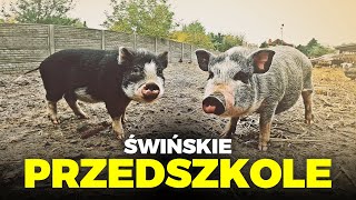 🐖 BUDUJE PRZEDSZKOLE DLA ŚWIŃ 🐖 w oczekiwaniu na poród  MOJE MINI ZOO  odc 285 [upl. by Smoot]