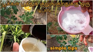 பூக்கள் பூத்துக் குலுங்குறதுக்கு ஒரு டிப்ஸ்  DAP Fertilizer chlorpyriphos  Simple tips [upl. by Elocyn]